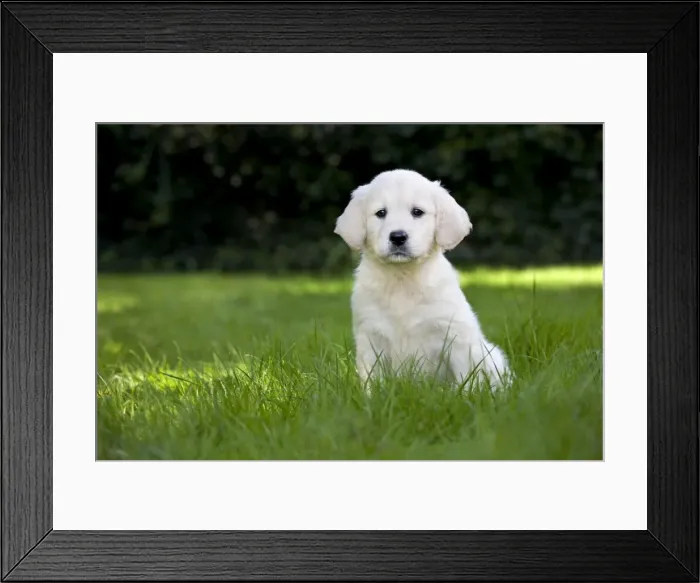 Framed Print : Dog - Golden Retriever - puppy in garden