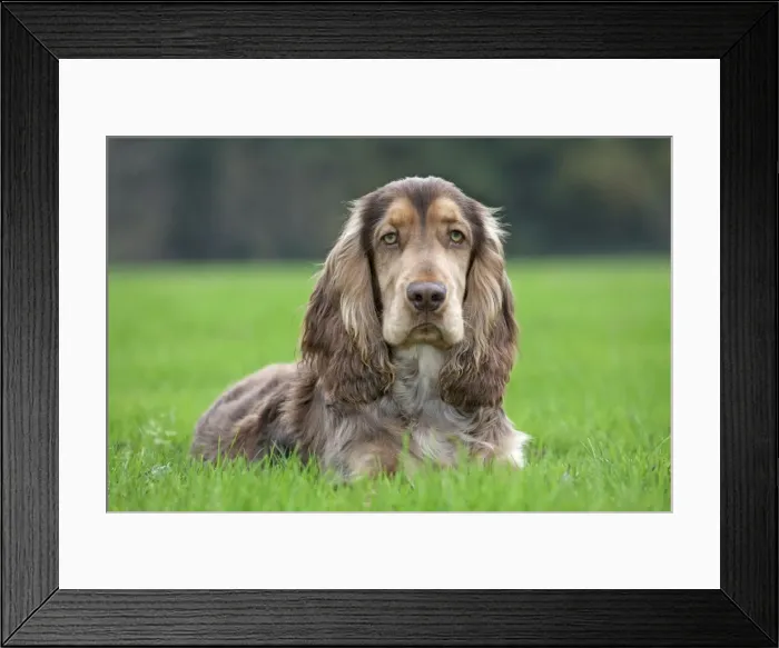 Framed Print : Dog - English Cocker Spaniel Framed Print : Dog - English Cocker Spaniel