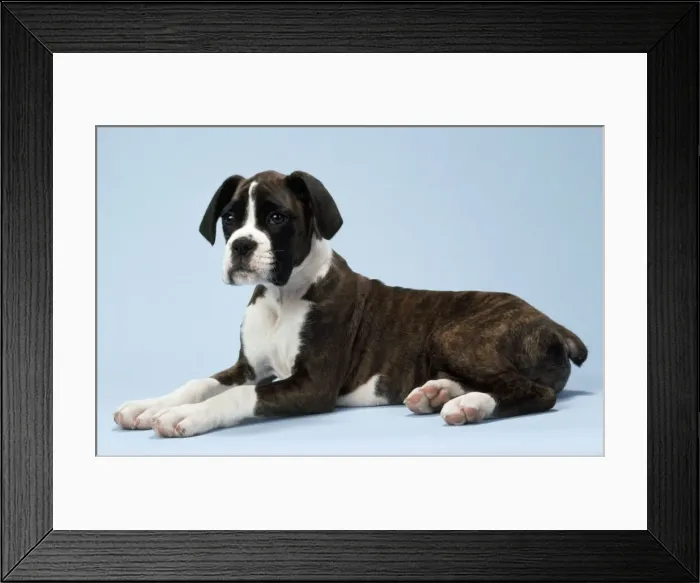 Framed Print : Boxer Dog. JD-4827. BOXER DOG - lying down Framed Print : Boxer Dog. JD-4827. BOXER DOG - lying down