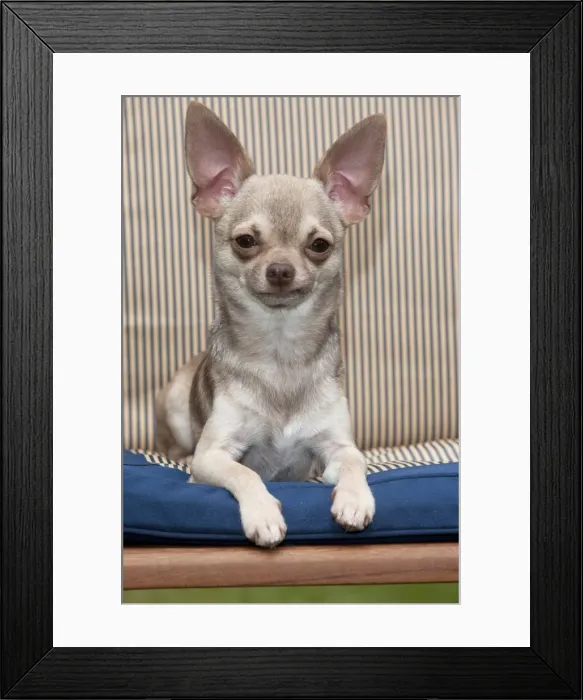 Framed Print : DOG - Chihuahua sitting on garden chair
