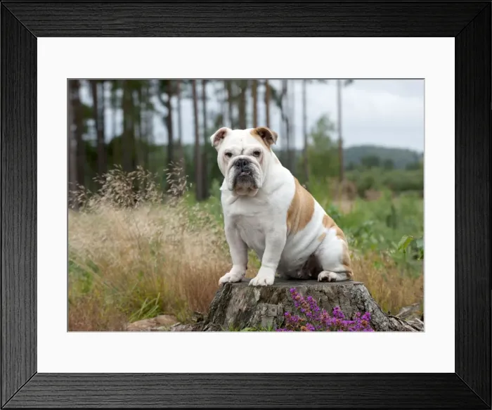 Framed Print : DOG - Bulldog on tree stump Framed Print : DOG - Bulldog on tree stump