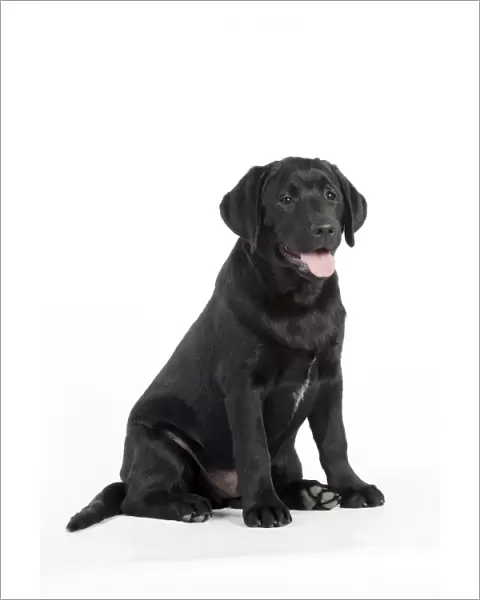 DOG - Black labrador sitting