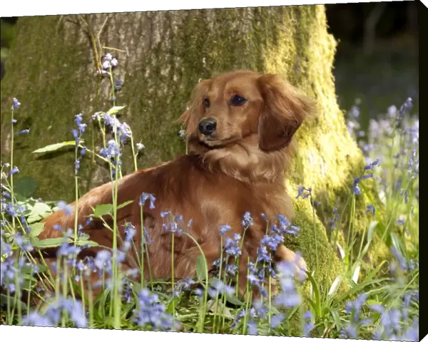 DOG - Miniature long haired dachshund sitting in bluebells