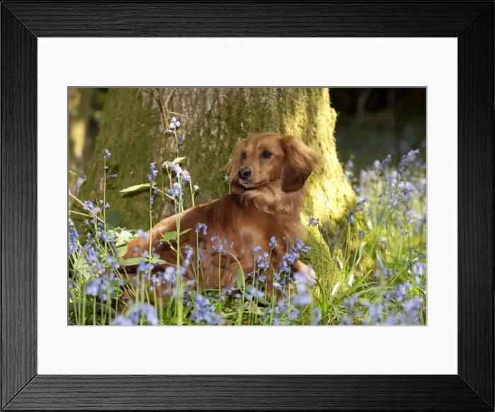 Framed Print : DOG - Miniature long haired dachshund sitting in bluebells