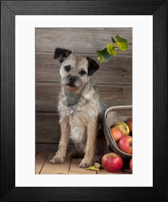 Framed Print : DOG - Border terrier sitting next to basket of apples Framed Print : DOG - Border terrier sitting next to basket of apples