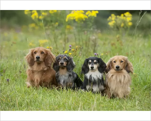 DOG - Miniature long haired dachshunds sitting in a row