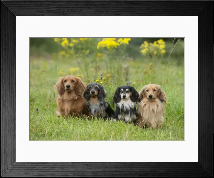 Framed Print : DOG - Miniature long haired dachshunds sitting in a row Framed Print : DOG - Miniature long haired dachshunds sitting in a row