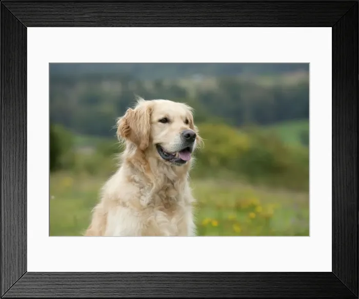 Framed Print : DOG - Golden retriever (head shot) Framed Print : DOG - Golden retriever (head shot)