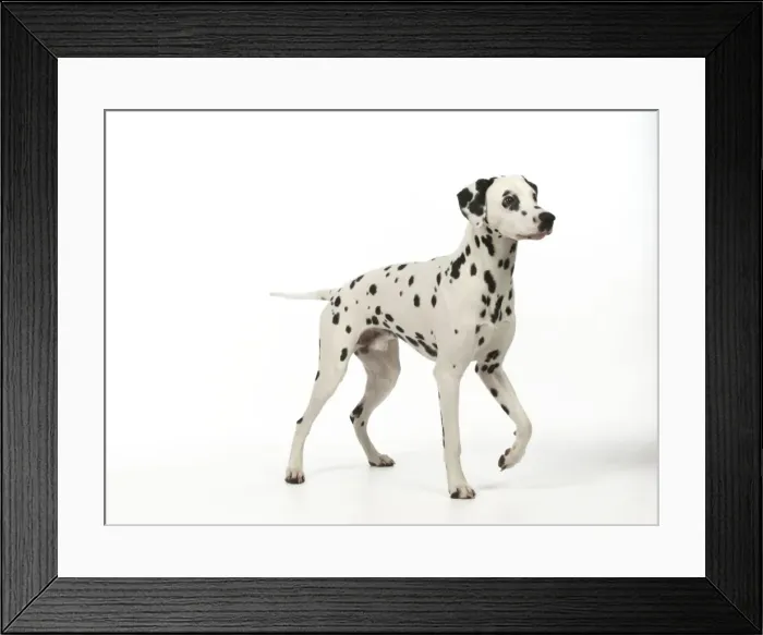 Framed Print : DOG - Dalmatian standing Framed Print : DOG - Dalmatian standing