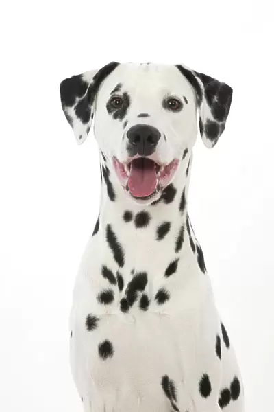 DOG - Dalmatian with its tongue out (head shot)