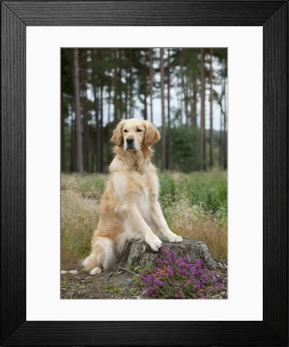 Framed Print : DOG - Golden retriever on tree stump Framed Print : DOG - Golden retriever on tree stump