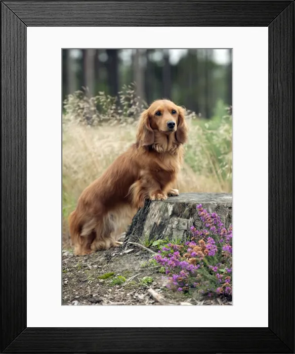 Framed Print : DOG - Miniature long haired dachshunds on a tree stump Framed Print : DOG - Miniature long haired dachshunds on a tree stump