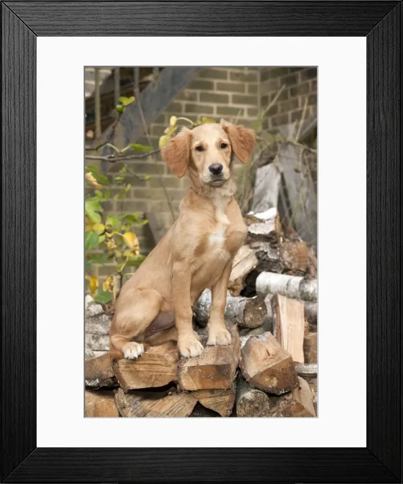 Framed Print : DOG - Golden retriever puppy sitting on a pile of logs (13 weeks) Framed Print : DOG - Golden retriever puppy sitting on a pile of logs (13 weeks)