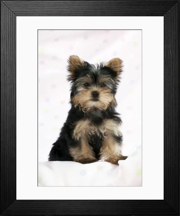 Framed Print : DOG - Yorkshire terrier puppy Framed Print : DOG - Yorkshire terrier puppy