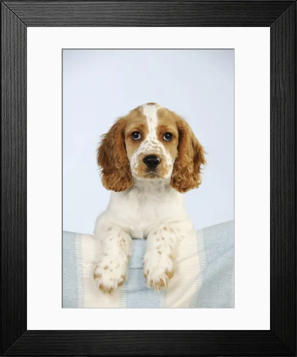 Framed Print : DOG - Cocker spaniel Framed Print : DOG - Cocker spaniel