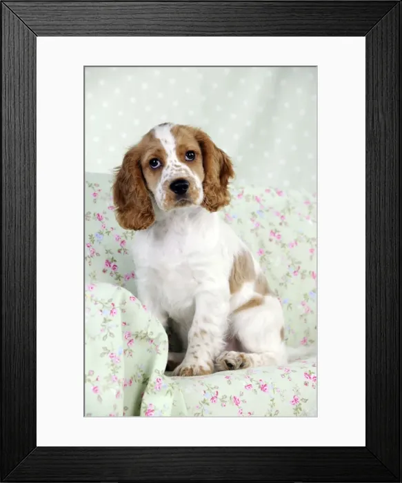 Framed Print : DOG - Cocker spaniel sitting on chair Framed Print : DOG - Cocker spaniel sitting on chair