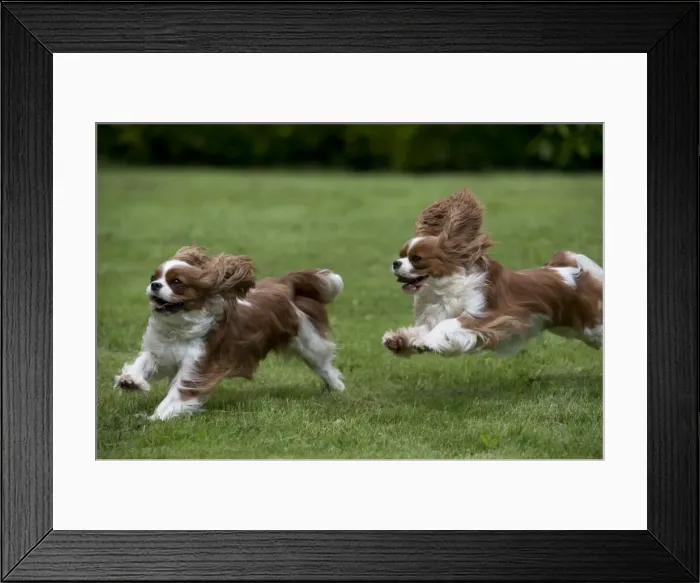 Framed Print : DOG - Cavalier King Charles running in garden Framed Print : DOG - Cavalier King Charles running in garden