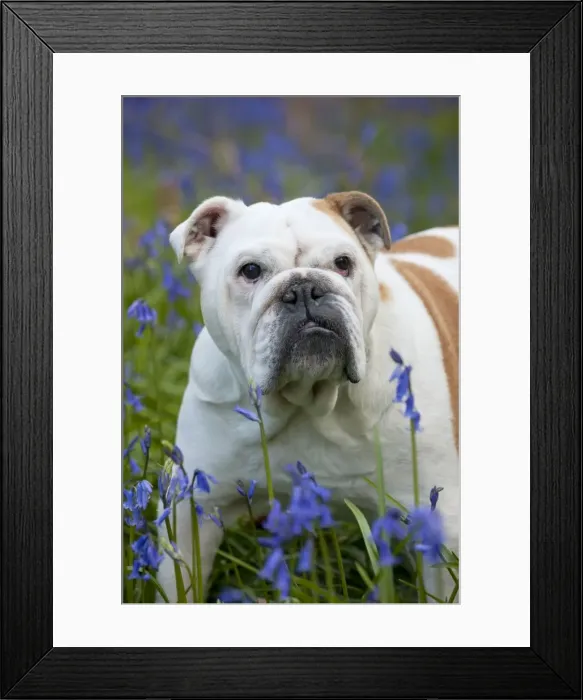 Framed Print : DOG - Bulldog - standing in bluebells