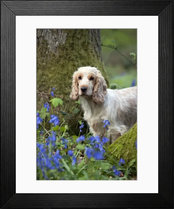 Framed Print : DOG - Cocker Spaniel (orange roan) - standing betweens trees in bluebells Framed Print : DOG - Cocker Spaniel (orange roan) - standing betweens trees in bluebells