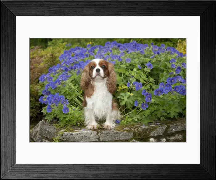 Framed Print : DOG - Cavalier king charles sitting in garden Framed Print : DOG - Cavalier king charles sitting in garden