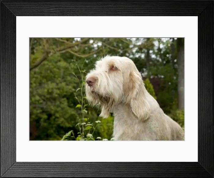 Framed Print : DOG - Spinone - sitting in garden (head shot) Framed Print : DOG - Spinone - sitting in garden (head shot)