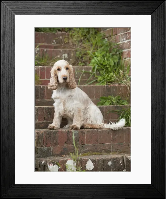 Framed Print : DOG - Cocker Spaniel (orange roan) - sitting on steps Framed Print : DOG - Cocker Spaniel (orange roan) - sitting on steps