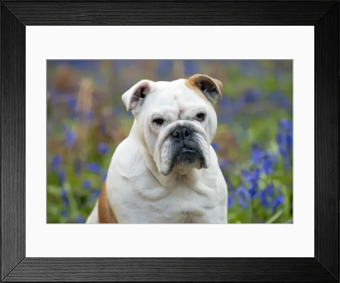 Framed Print : DOG - Bulldog - standing in bluebells (head shot) Framed Print : DOG - Bulldog - standing in bluebells (head shot)