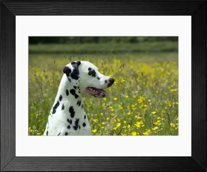 Framed Print : DOG - Dalmatian sitting in buttercup field (head shot) Framed Print : DOG - Dalmatian sitting in buttercup field (head shot)