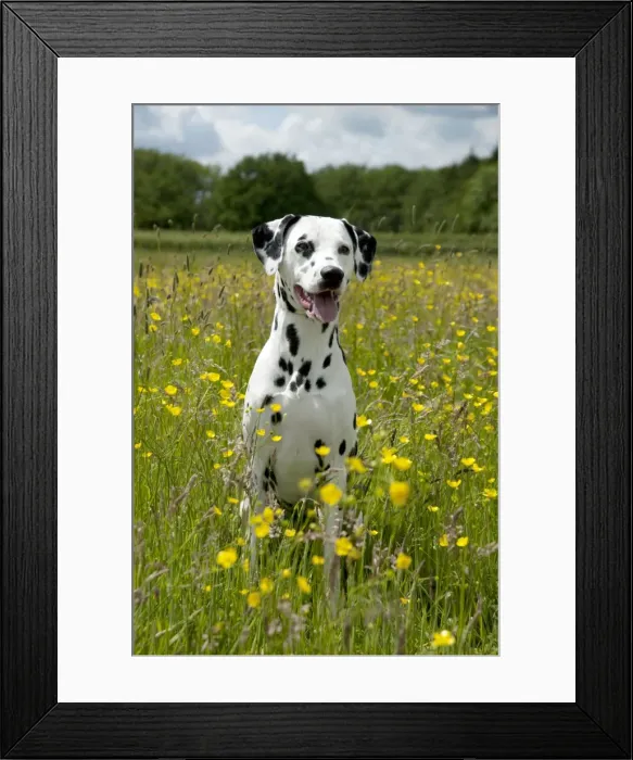 Framed Print : DOG - Dalmatian sitting in buttercup field Framed Print : DOG - Dalmatian sitting in buttercup field