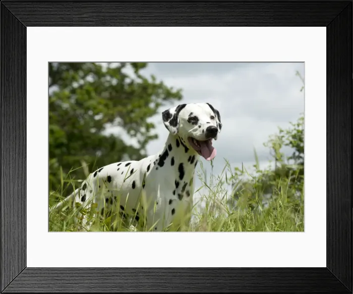 Framed Print : DOG - Dalmatian in long grass Framed Print : DOG - Dalmatian in long grass