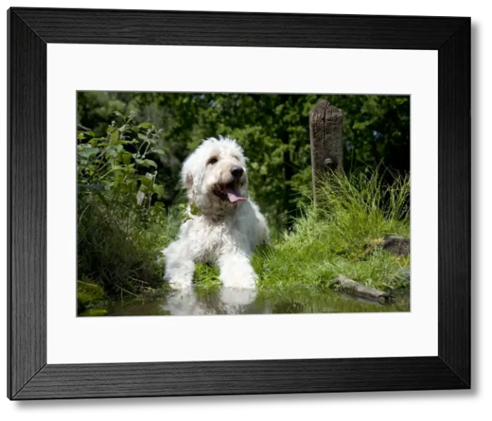 Framed Print : DOG - Goldendoodle standing at the edge of a pond Framed Print : DOG - Goldendoodle standing at the edge of a pond