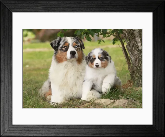 Framed Print : Dog - Australian Sheepdogs / Shepherd Dogs Framed Print : Dog - Australian Sheepdogs / Shepherd Dogs