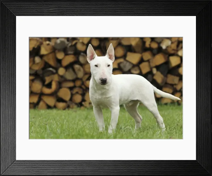 Framed Print : Dog - Miniature Bull Terrier Framed Print : Dog - Miniature Bull Terrier