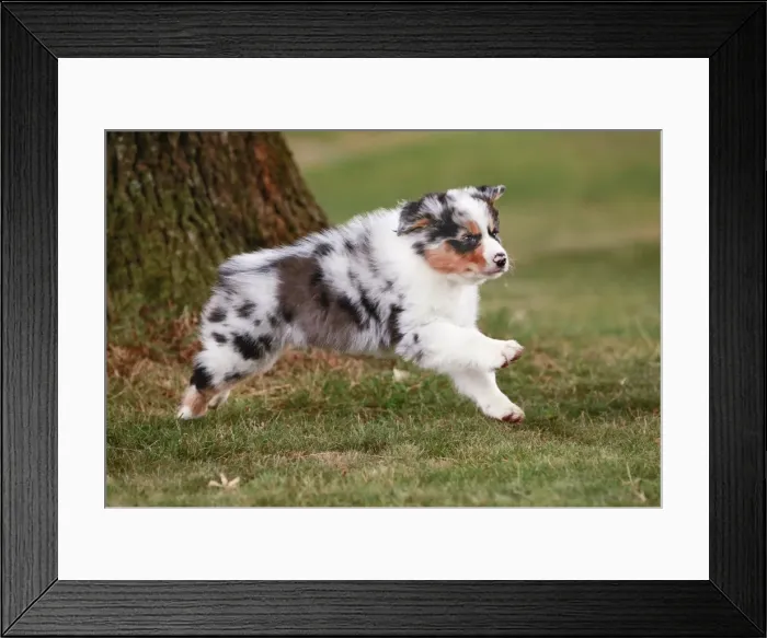 Framed Print : Dog - Australian Sheepdog / Shepherd Dog Framed Print : Dog - Australian Sheepdog / Shepherd Dog