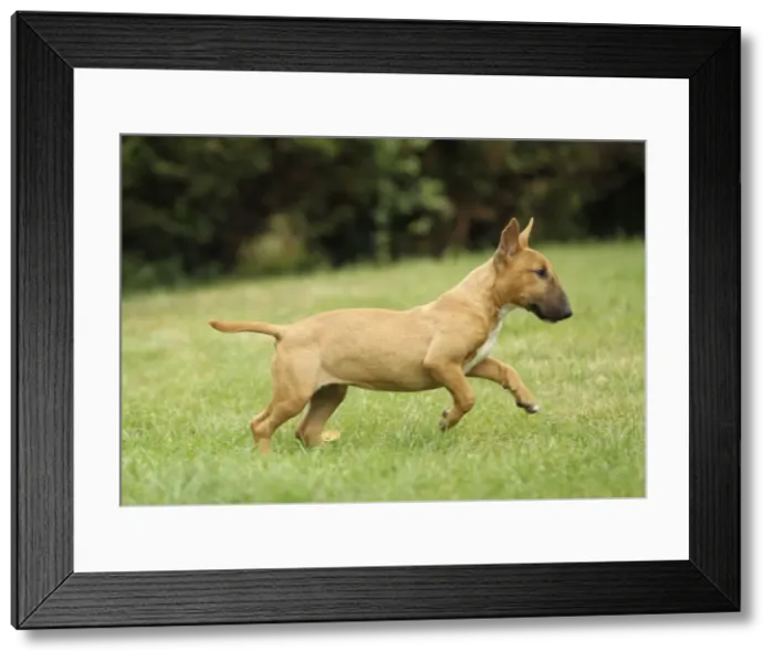 Framed Print : Dog - Miniature Bull Terrier Framed Print : Dog - Miniature Bull Terrier