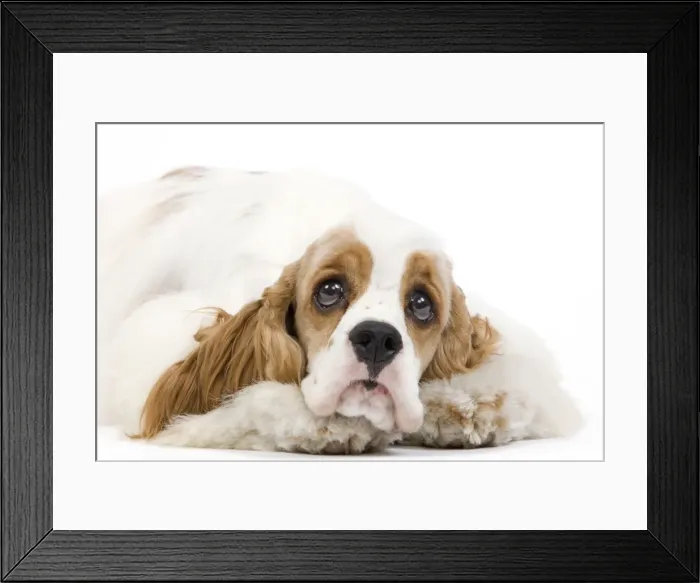 Framed Print : Dog - American Cocker Spaniel Framed Print : Dog - American Cocker Spaniel
