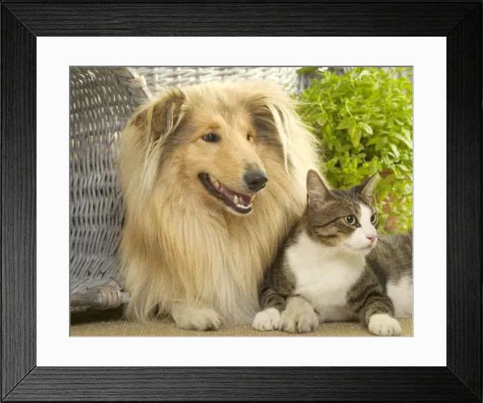 Framed Print : Dog - Collie sitting with Tabby and White Cat Framed Print : Dog - Collie sitting with Tabby and White Cat
