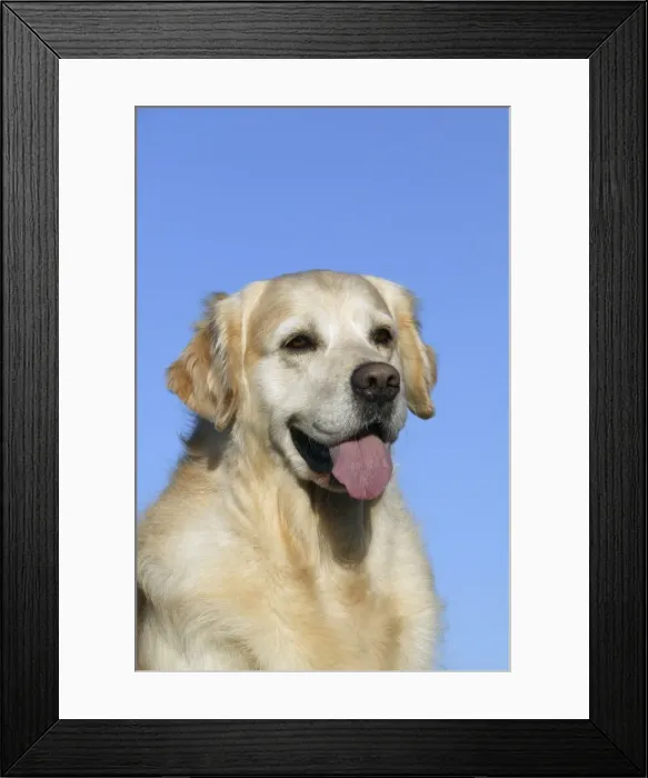 Framed Print : Dog - Golden Retriever Framed Print : Dog - Golden Retriever