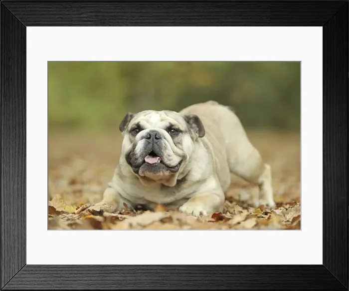 Framed Print : Dog - English Bulldog Framed Print : Dog - English Bulldog