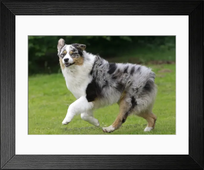 Framed Print : Dog - Australian Sheepdog / Shepherd Dog Framed Print : Dog - Australian Sheepdog / Shepherd Dog