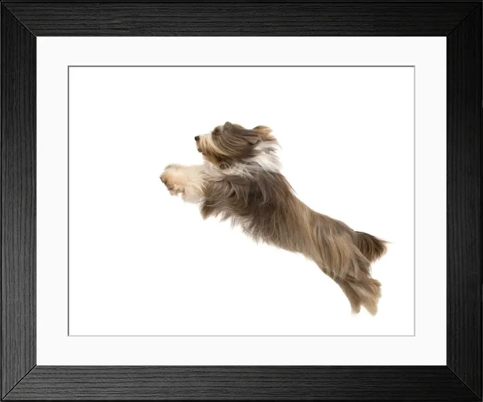 Framed Print : Dog - Bearded Collie - leaping in mid-air Framed Print : Dog - Bearded Collie - leaping in mid-air