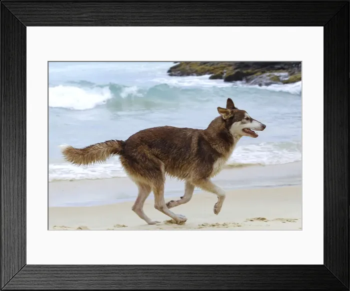 Framed Print : Dog - playing on the beach - Venezuela