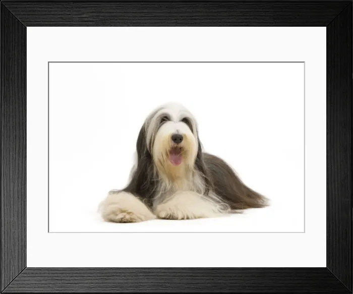 Framed Print : Dog - Bearded Collie Framed Print : Dog - Bearded Collie