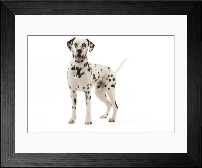 Framed Print : Dog - Dalmatian Framed Print : Dog - Dalmatian