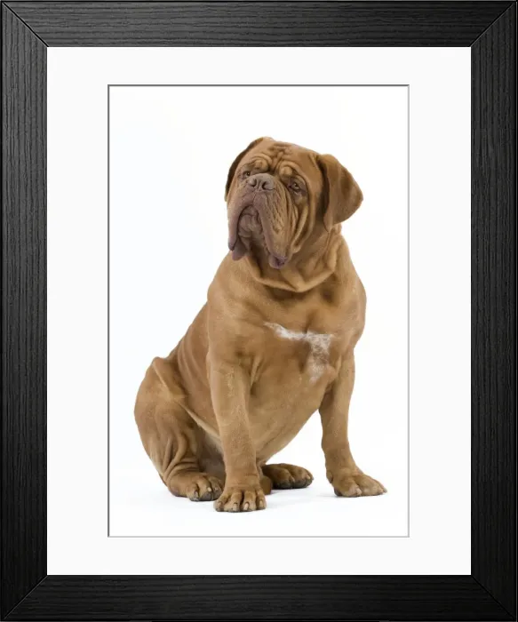 Framed Print : Dog - Dogue de Bordeaux / Bordeaux Mastiff / French Mastiff / Bordeauxdog Framed Print : Dog - Dogue de Bordeaux / Bordeaux Mastiff / French Mastiff / Bordeauxdog
