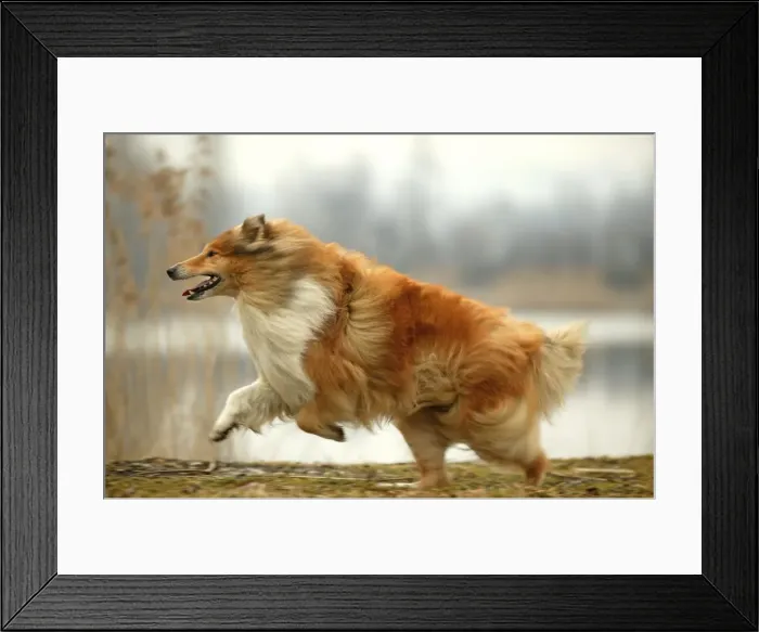 Framed Print : Dog - Rough Collie - running Framed Print : Dog - Rough Collie - running