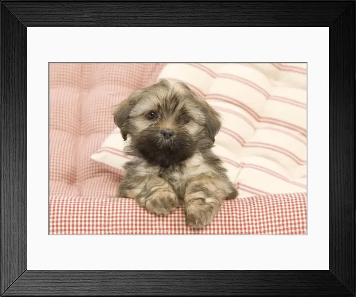Framed Print : Dog - Lhasa Apso - puppy