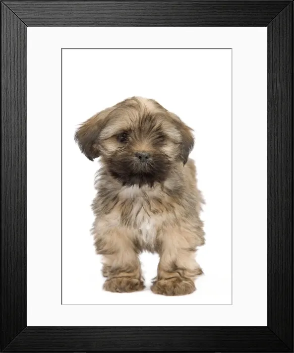 Framed Print : Dog - Lhasa Apso - puppy Framed Print : Dog - Lhasa Apso - puppy
