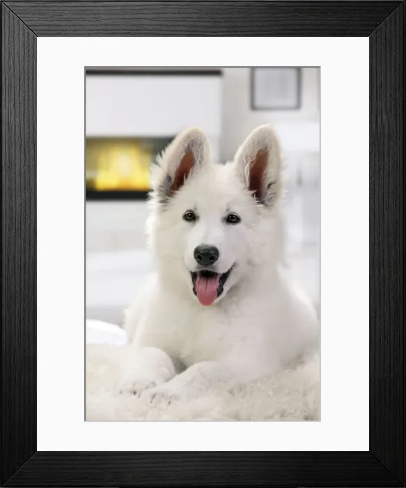 Framed Print : White Swiss Shepherd Dog