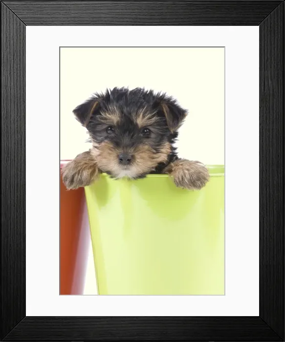 Framed Print : Dog - Yorkshire Terrier puppy - in flowerpot Manipulation: Background Colour changed from white Framed Print : Dog - Yorkshire Terrier puppy - in flowerpot Manipulation: Background Colour changed from white